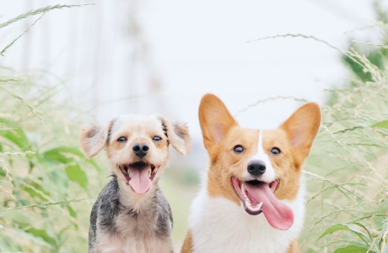 Preventing Home Dog Fights in Des Moines